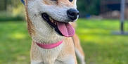 Loup a rejoint le concours — aidez-le/la à gagner de superbes lots ! dog, shiba_inu, pet, canine, outdoor, grass, leash, collar, panting, tongue_out, happy, animal, nature, summer, walking, blurred_background, ears_up, standing, mammal, daytime