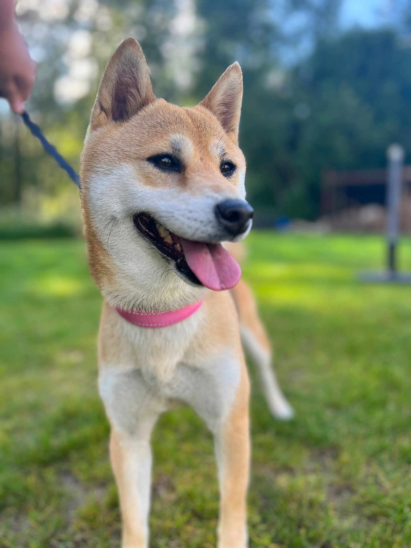 Loup a rejoint le concours — aidez-le/la à gagner de superbes lots ! dog, shiba_inu, pet, canine, outdoor, grass, leash, collar, panting, tongue_out, happy, animal, nature, summer, walking, blurred_background, ears_up, standing, mammal, daytime