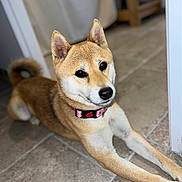 Loup participe au concours pour gagner de l'argent avec cette photo : shiba_inu, dog, pet, indoor, floor, tile_floor, curled_tail, collar, animal, canine, fur, alert, cute, portrait, resting, friendly, brown, white, ears, paw