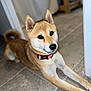 shiba_inu, dog, pet, indoor, floor, tile_floor, curled_tail, collar, animal, canine, fur, alert, cute, portrait, resting, friendly, brown, white, ears, paw