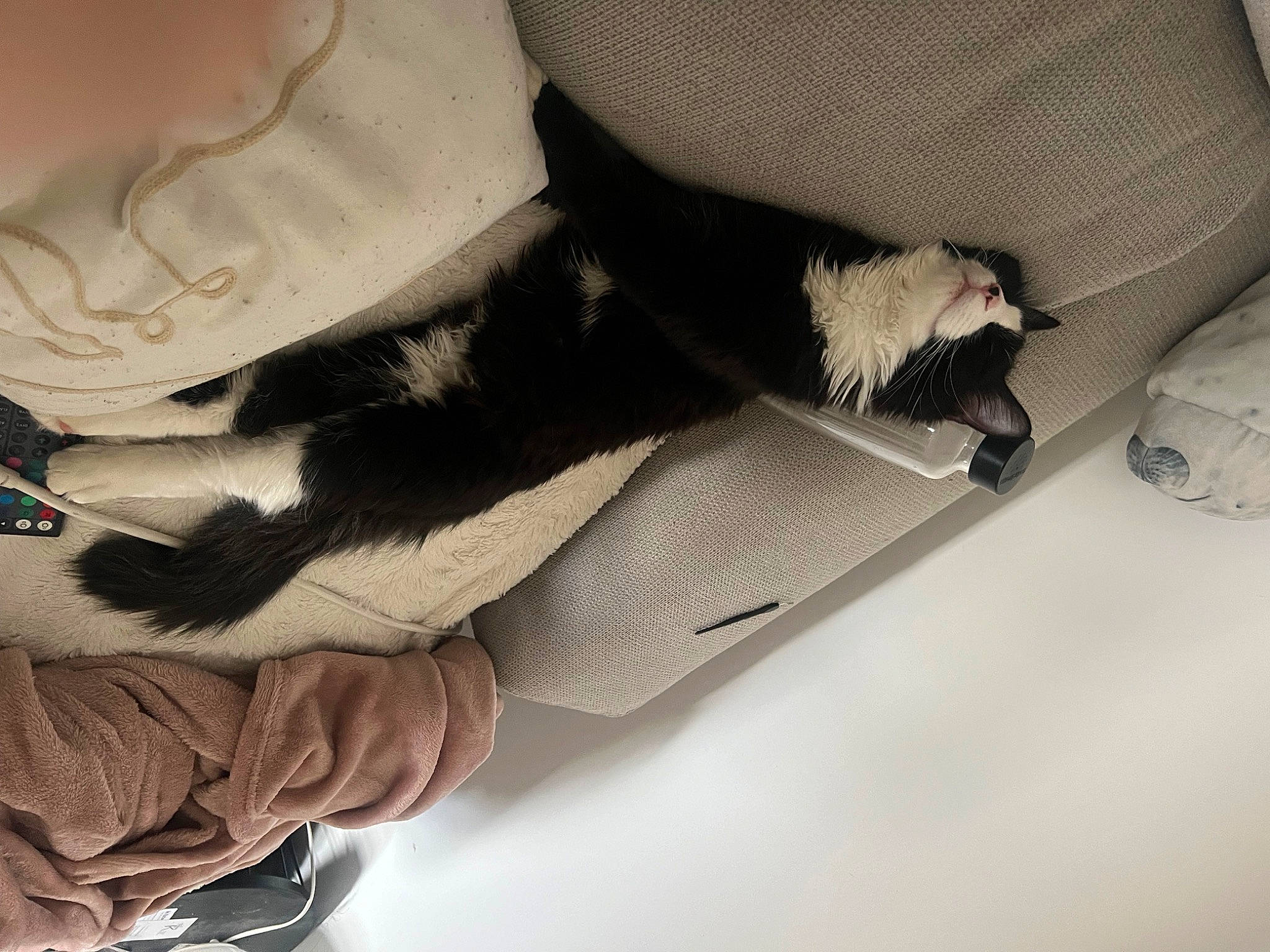 Speedy participe au concours pour gagner de l'argent avec cette photo : comfort, dress, elbow, eyewear, felidae, foot, fur, gesture, grey, human_leg, knee, leg, linens, shoe, sleeve, tail, textile, thigh, whiskers, wrist