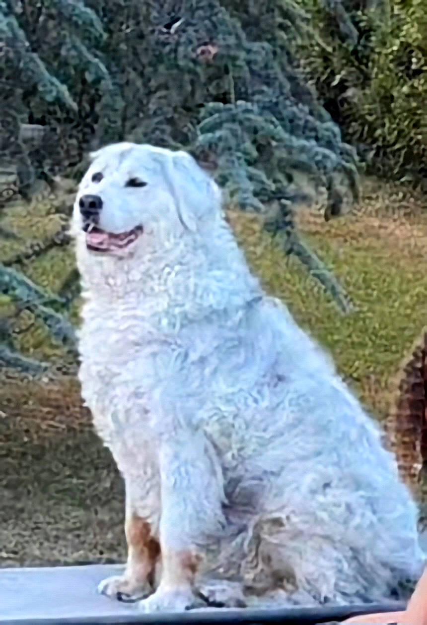 Era participe au concours pour gagner de l'argent avec cette photo : ancient_dog_breeds, art, canidae, carnivore, companion_dog, dog, dog_breed, fang, fur, giant_dog_breed, non_sporting_group, plant, polish_tatra_sheepdog, snout, sporting_group, working_animal, working_dog