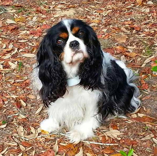 Timmy is registered to the contest to win money with this photo: biting, bored, canidae, carnivore, companion_dog, dog, dog_breed, fur, grass, king_charles_spaniel, liver, snout, spaniel, sporting_group, terrestrial_animal, working_animal, working_dog