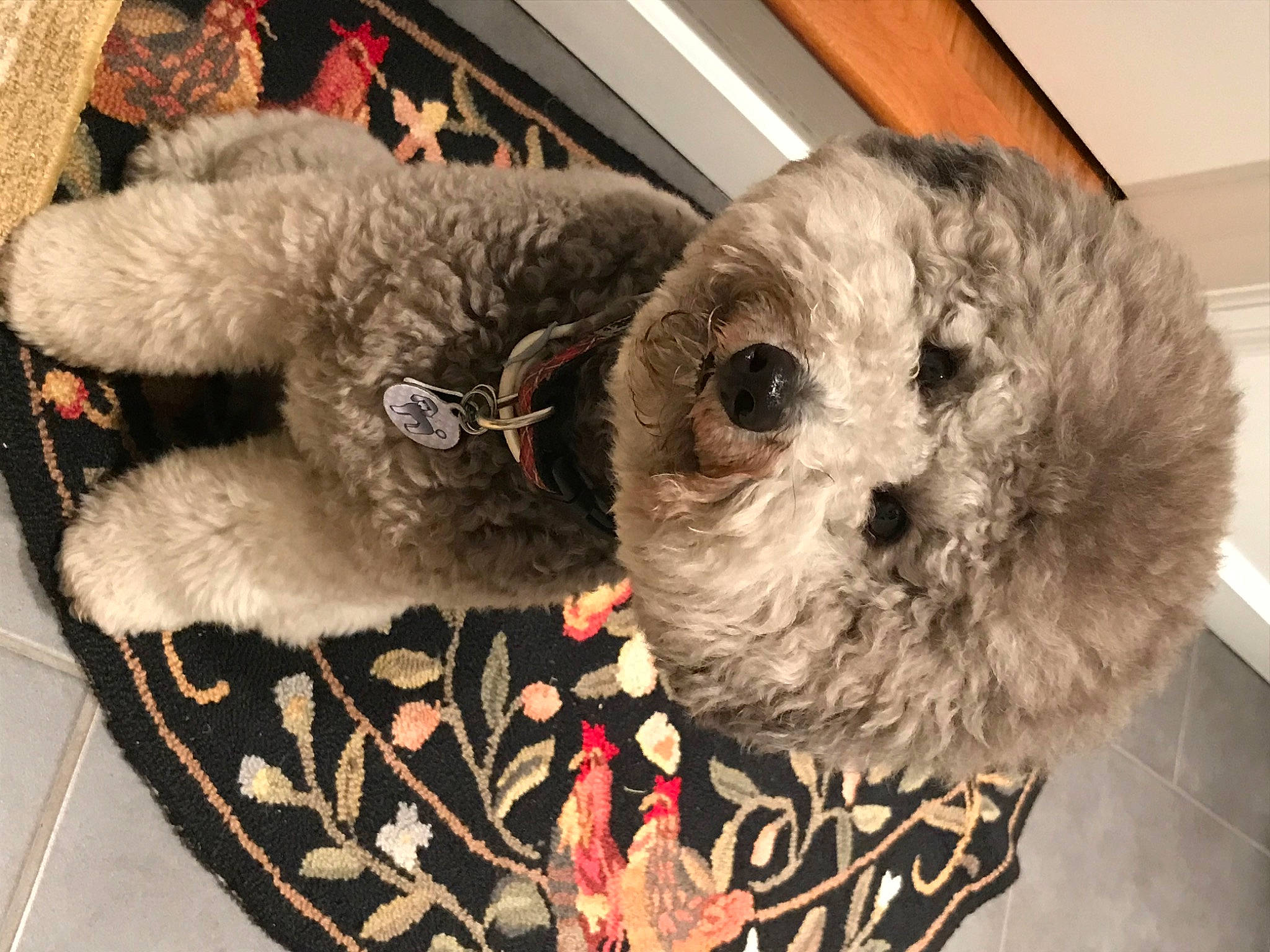 Andre is registered to the contest to win money with this photo: bag, ball, canidae, carnivore, collar, companion_dog, dog_breed, fawn, felidae, fur, luggage_and_bags, pet_supply, plush, small_to_medium_sized_cats, snout, sporting_group, stuffed_toy, terrestrial_animal, toy, whiskers