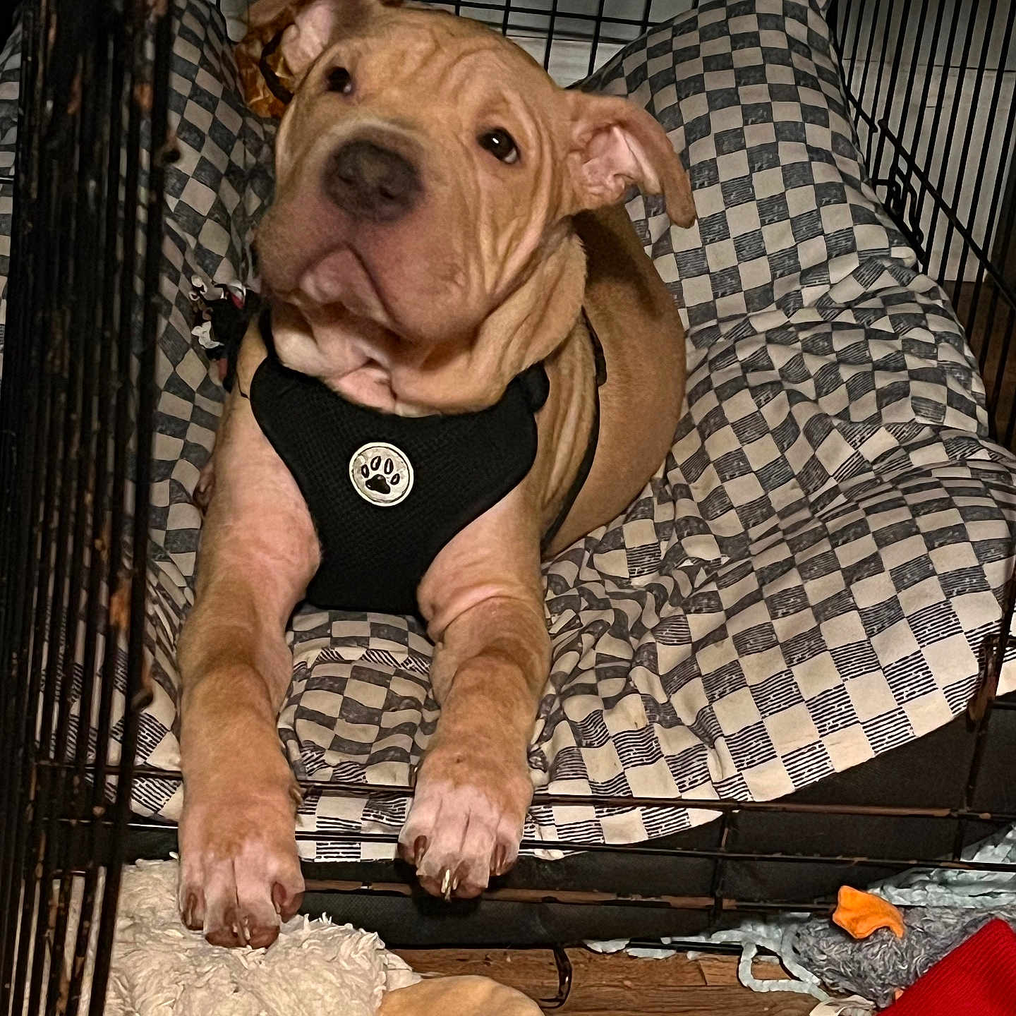 Kratos joined the competition — help win amazing prizes! dog, puppy, pit_bull, brown_dog, wrinkled_face, floppy_ears, wide_eyes, black_harness, paw_badge, sitting, crate, cage, checkered_bedding, blanket, pet_bed, dog_toys, stuffed_animal, indoor, wood_floor, portrait