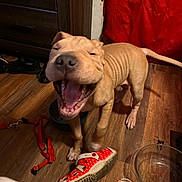 Kratos joined the competition — help win amazing prizes! dog, puppy, tan_dog, yawning, open_mouth, wrinkled_skin, indoor, wooden_floor, red_shoes, sneakers, leash, food_bowl, water_bowl, household, dark_cabinet, red_background, standing, pet, funny_expression, close_up