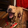 dog, puppy, tan_dog, yawning, open_mouth, wrinkled_skin, indoor, wooden_floor, red_shoes, sneakers, leash, food_bowl, water_bowl, household, dark_cabinet, red_background, standing, pet, funny_expression, close_up