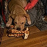 Kratos is registered to the contest to win money with this photo: dog, puppy, tan_dog, wrinkled_face, short-haired, pet, animal, lying_down, toy, plush_toy, giraffe_toy, dog_bed, blanket, crate, indoor, wood_floor, brown, pink_toy, cute, playful