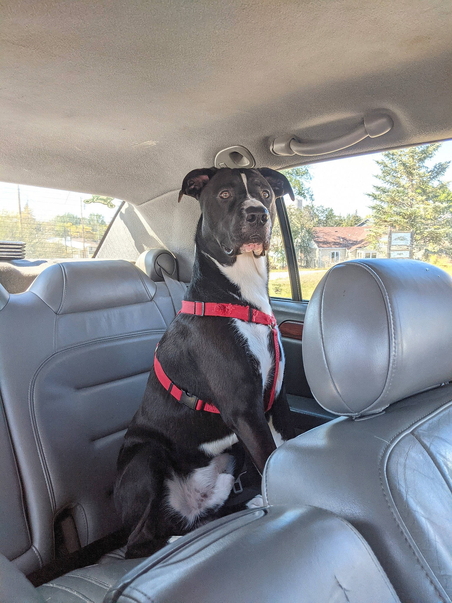 Boba Fett is registered to the contest to win money with this photo: automotive_design, automotive_exterior, automotive_mirror, car, car_seat, car_seat_cover, carnivore, companion_dog, dog, dog_breed, family_car, head_restraint, motor_vehicle, personal_luxury_car, snout, steering_part, steering_wheel, vehicle, vehicle_door, windshield