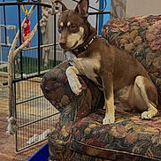 Lana is registered to the contest to win money with this photo: dog, brown_dog, white_paw, armchair, floral_pattern, indoor, rope_toy, metal_gate, wooden_floor, pet, collar, resting, furniture, home, canine, domestic_animal, relaxed, animal, paw, seat