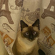 Chino joined the competition — help win amazing prizes! animal, blue_eyes, cat, closeup, curious, curtain, cute, domestic_cat, ears, face, fur, home, indoor, looking, paris_theme, pet, siamese, sitting, whiskers, window