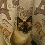 animal, blue_eyes, cat, closeup, curious, curtain, cute, domestic_cat, ears, face, fur, home, indoor, looking, paris_theme, pet, siamese, sitting, whiskers, window