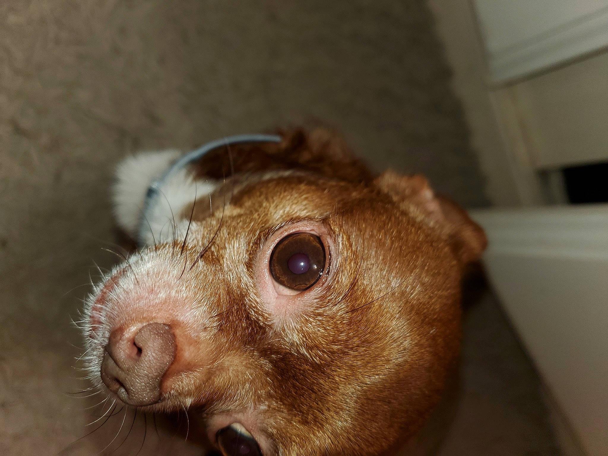 Babydog is registered to the contest to win money with this photo: canidae, carnivore, companion_dog, dog_breed, ear, fawn, fur, liver, marsupial, mouse, muridae, muroidea, pest, pet_supply, puppy, rodent, snout, sporting_group, terrestrial_animal, whiskers