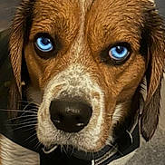 Benji is registered to the contest to win money with this photo: animal, black_harness, blue_eyes, brown, canine, close_up, cute, dog, ears, expression, face, fur, indoor, looking, nose, pet, portrait, wet_fur, whiskers, white
