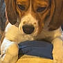 Benji joined the competition — help win amazing prizes! animal, beagle, brown, canine, close_up, cozy, cushion, dog, ears, face, fur, home, indoor, looking_down, paws, pet, resting, snout, soft_focus, white