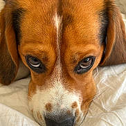 Benji is registered to the contest to win money with this photo: dog, close_up, face, nose, eyes, fur, ears, brown, white, black, blanket, pet, animal, resting, cute, indoors, portrait, snout, expression, relaxation