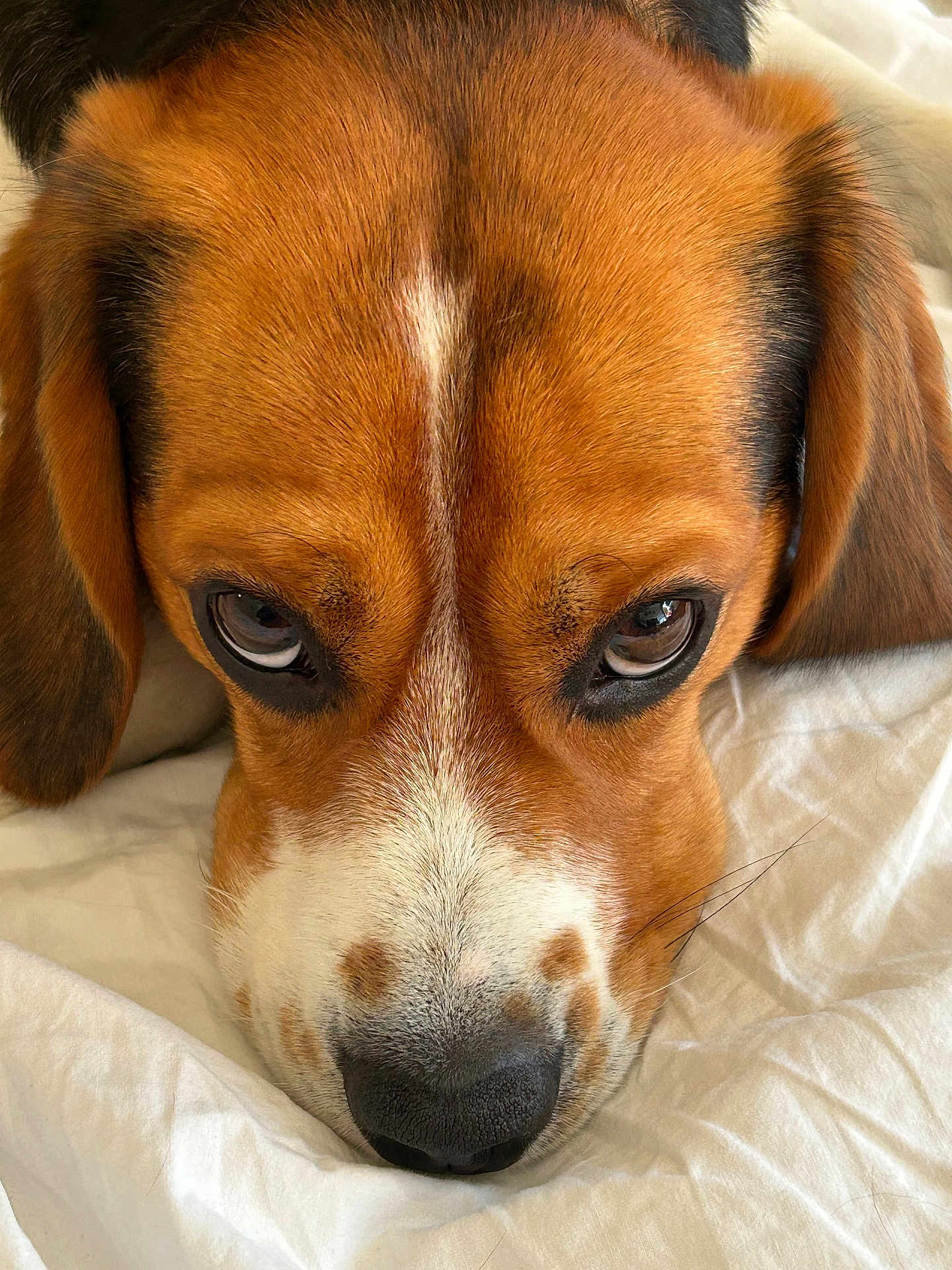 Benji is registered to the contest to win money with this photo: dog, close_up, face, nose, eyes, fur, ears, brown, white, black, blanket, pet, animal, resting, cute, indoors, portrait, snout, expression, relaxation
