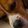 Benji is registered to the contest to win money with this photo: animal, brown, canine, close_up, cozy, dog, eye, face, fur, indoor, macro, nose, pet, portrait, relaxed, resting, sleepy, soft_lighting, texture, white