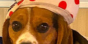 Benji joined the competition — help win amazing prizes! animal, beagle, black, brown, close_up, collar, cute, dog, ears, expression, face, hat, indoor, looking, pet, polka_dot, portrait, tag, white, window