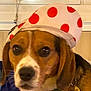 animal, beagle, black, brown, close_up, collar, cute, dog, ears, expression, face, hat, indoor, looking, pet, polka_dot, portrait, tag, white, window