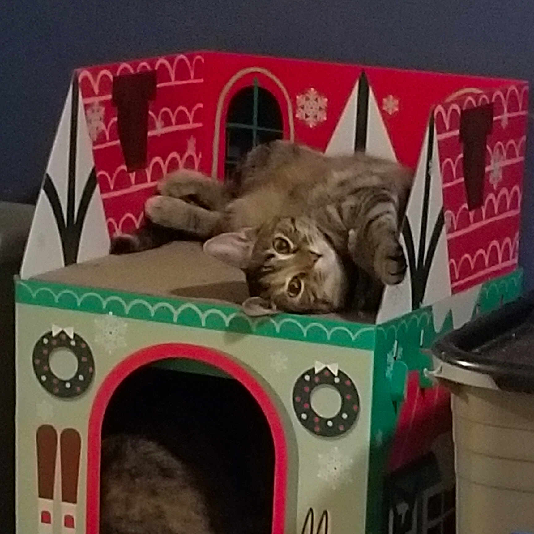 Ivy joined the competition — help win amazing prizes! asian, cardboard, carnivore, cat, domestic_short_haired_cat, european_shorthair, felidae, kitten, paw, small_to_medium_sized_cats, tabby_cat, whiskers