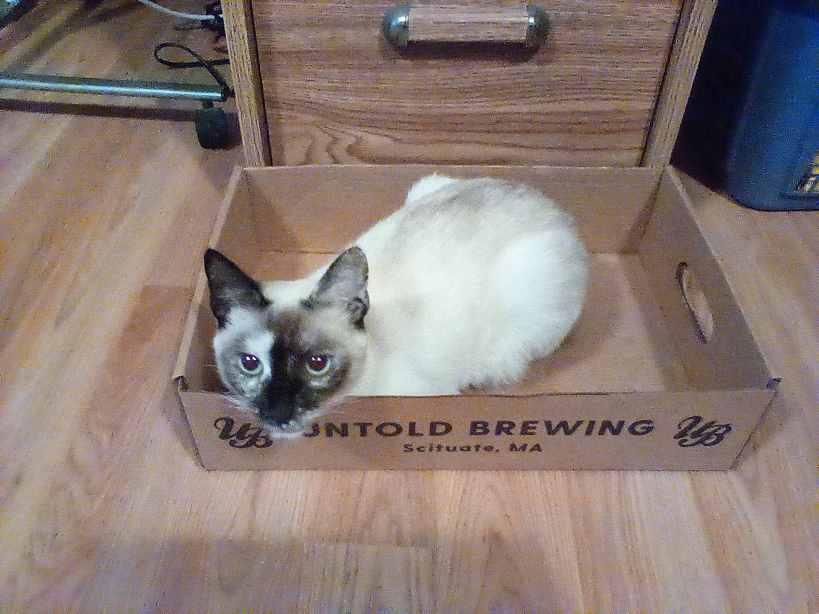 Sadie joined the competition — help win amazing prizes! balinese, box, carnivore, cat, fawn, felidae, flooring, fur, hardwood, iris, paw, shipping_box, siamese, small_to_medium_sized_cats, snout, tail, thai, tonkinese, whiskers, wood