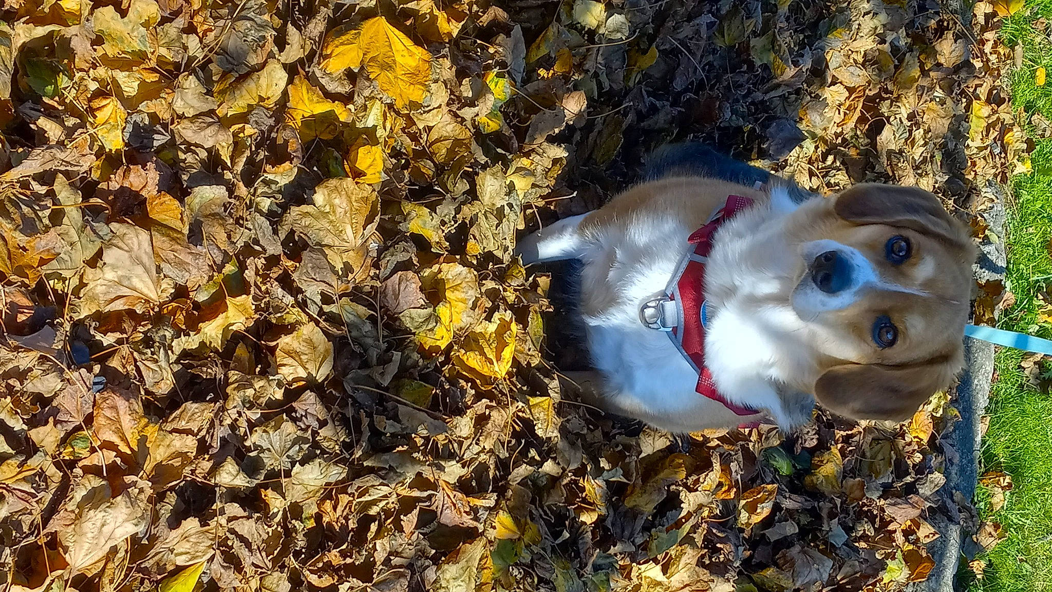 Elton is registered to the contest to win money with this photo: blowfish, carnivore, dog_breed, electric_blue, fish, pebble, snout, soil, sporting_group, terrestrial_animal, toy