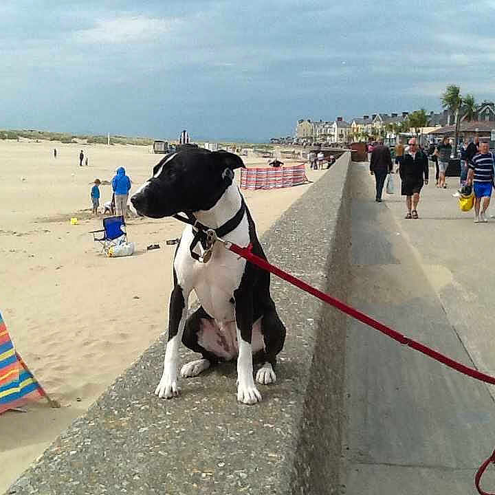 Roxy is registered to the contest to win money with this photo: