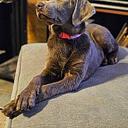 Harmony is registered to the contest to win money with this photo: dog, labrador, puppy, brown_fur, pink_collar, indoor, ottoman, furniture, pet, animal, cozy, relaxed, lying_down, looking_up, home, warm_lighting, portrait, cute, young_dog, domestic