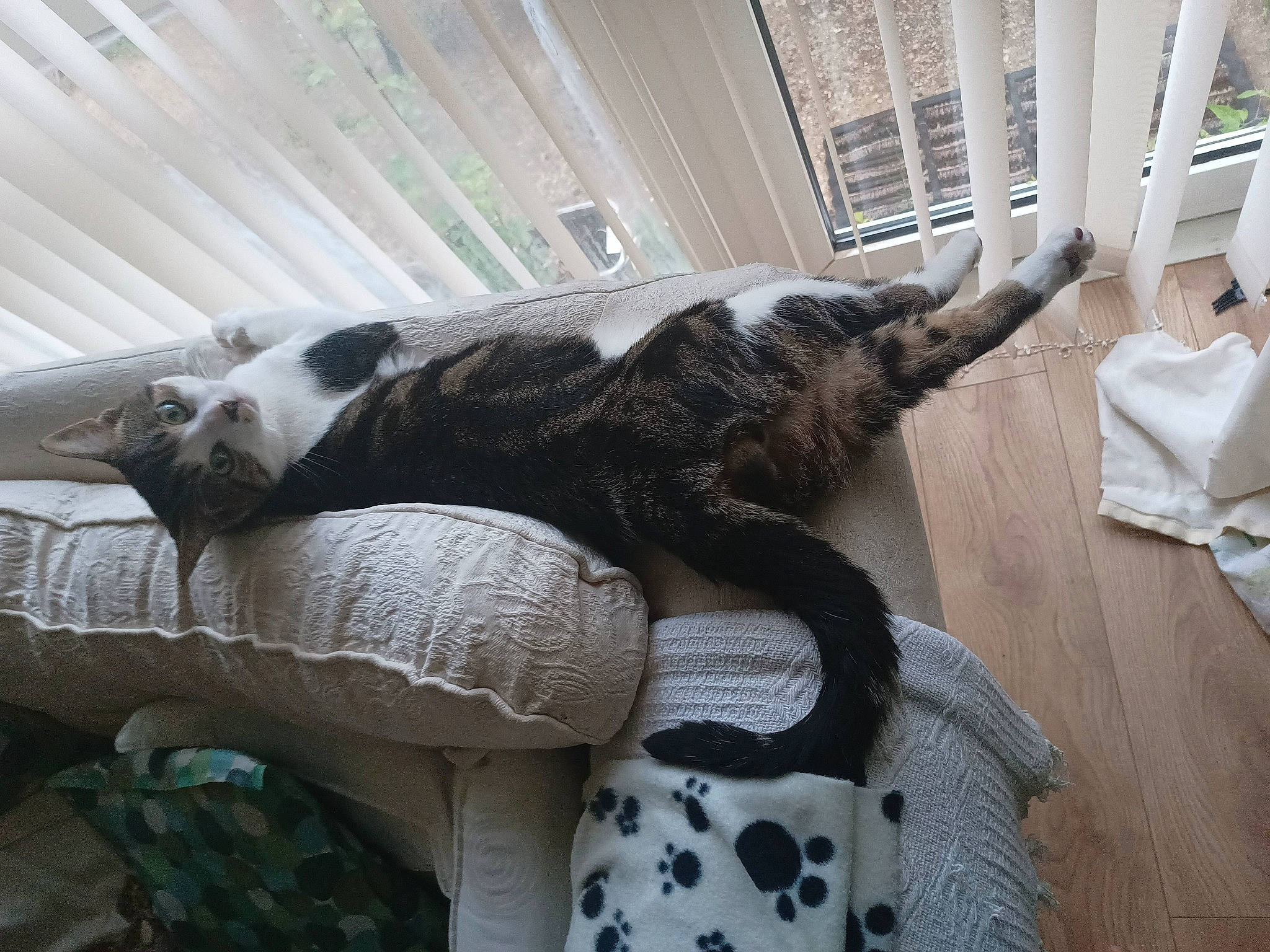 Geronimo joined the competition — help win amazing prizes! canidae, carnivore, comfort, companion_dog, dog_breed, domestic_short_haired_cat, felidae, flooring, fur, grey, hardwood, human_leg, linens, room, small_to_medium_sized_cats, tail, whiskers, window, wood, wool