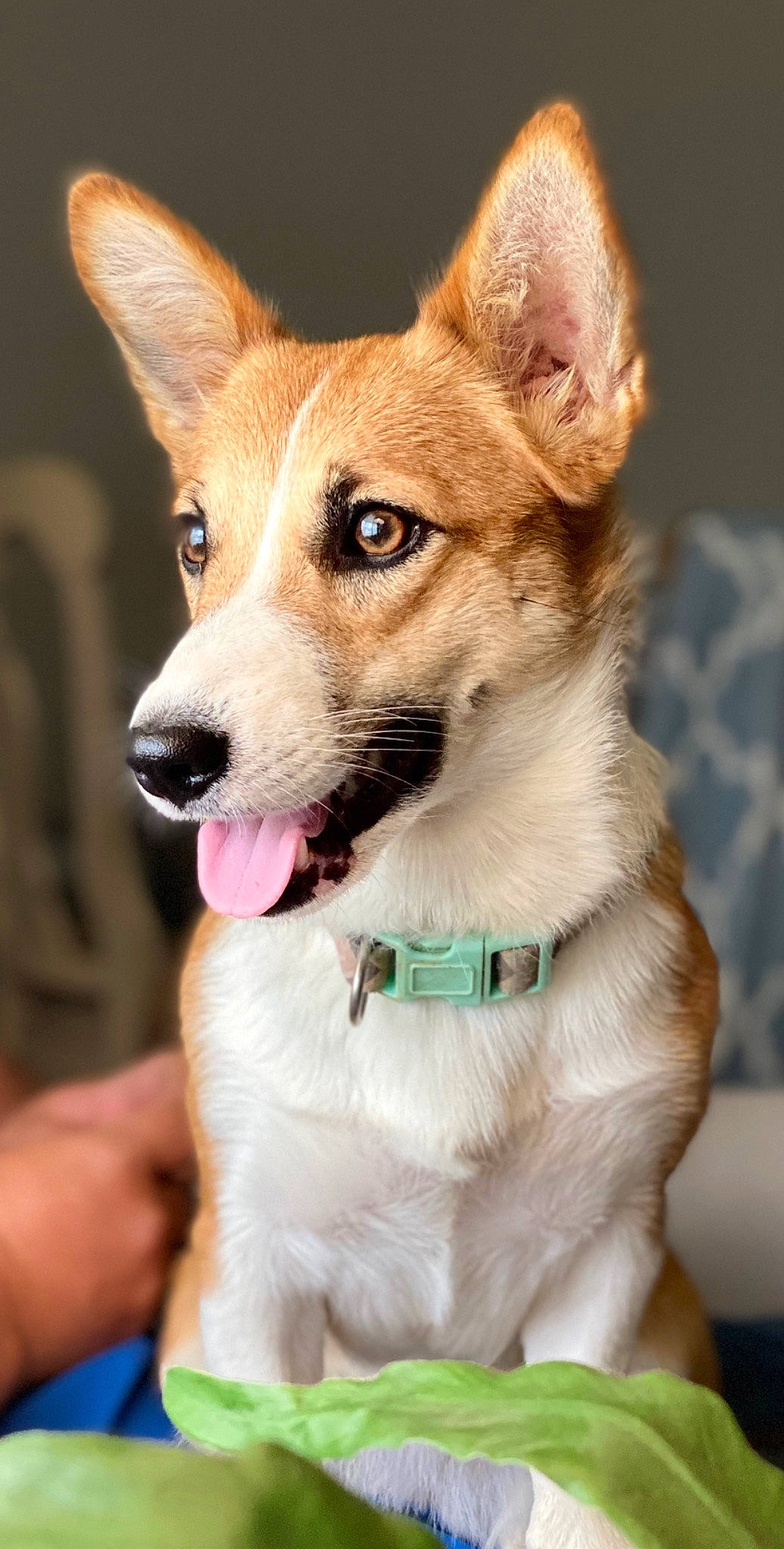 Jackie is registered to the contest to win money with this photo: ancient_dog_breeds, canidae, carnivore, collar, companion_dog, dog, dog_breed, dog_collar, fawn, fur, herding_dog, leash, non_sporting_group, snout, sporting_group, whiskers, working_animal, working_dog