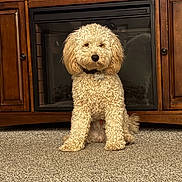 Teddy is registered to the contest to win money with this photo: dog, curly_fur, sitting, carpet, wooden_cabinet, fireplace, indoor, pet, collar, name_tag, fur, family_photos, home_interior, furniture, brown, cream_color, floor, portrait, cute, animal
