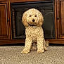 dog, curly_fur, sitting, carpet, wooden_cabinet, fireplace, indoor, pet, collar, name_tag, fur, family_photos, home_interior, furniture, brown, cream_color, floor, portrait, cute, animal