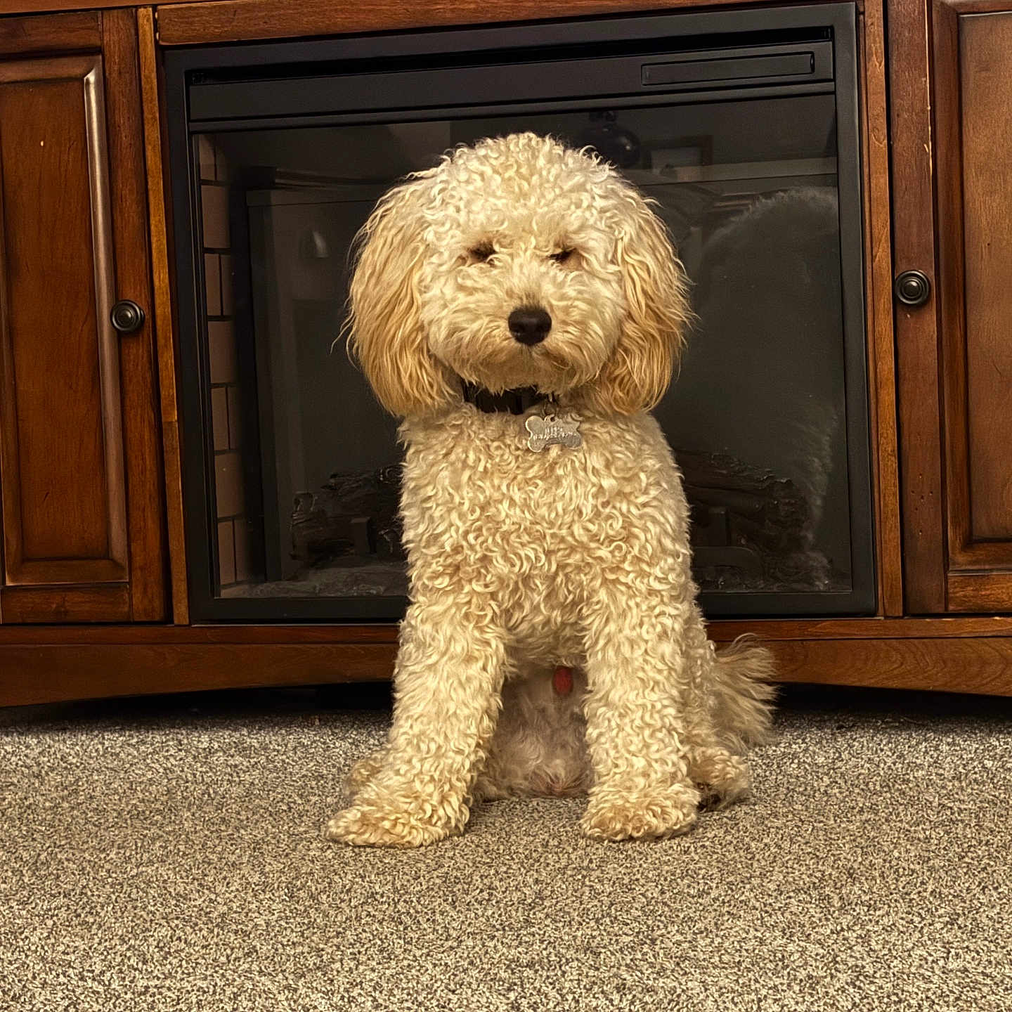 Teddy is registered to the contest to win money with this photo: animal, brown, carpet, collar, cream_color, curly_fur, cute, dog, family_photos, fireplace, floor, fur, furniture, home_interior, indoor, name_tag, pet, portrait, sitting, wooden_cabinet
