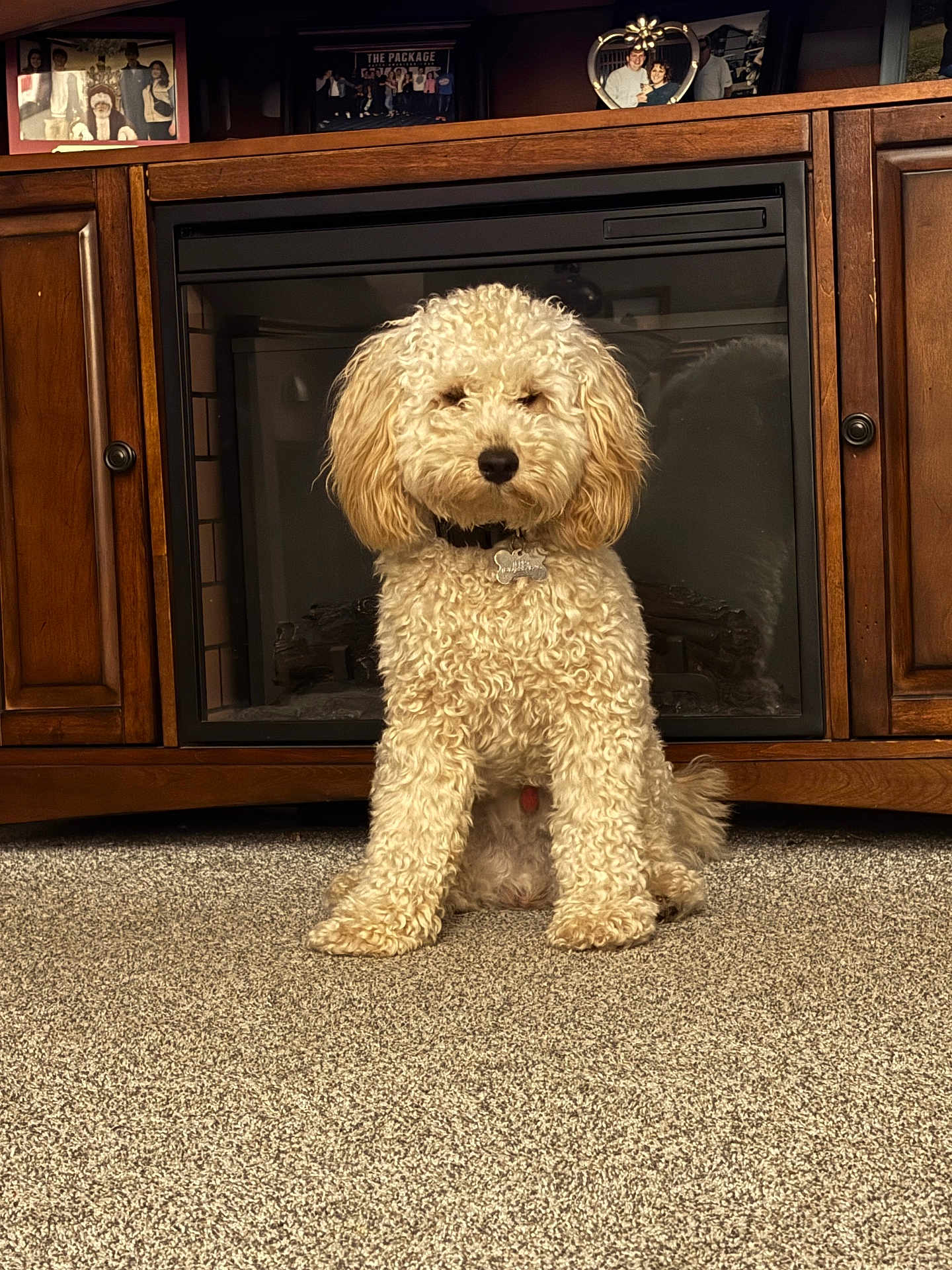 Teddy is registered to the contest to win money with this photo: dog, curly_fur, sitting, carpet, wooden_cabinet, fireplace, indoor, pet, collar, name_tag, fur, family_photos, home_interior, furniture, brown, cream_color, floor, portrait, cute, animal