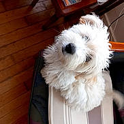 Vanille participe au concours pour gagner de l'argent avec cette photo : animal, canine, chair, companion, cushion, cute, dog, domestic_animal, fluffy, fur, furniture, house, indoor, looking_up, pet, portrait, sitting, small_dog, white_dog, wooden_floor