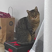 Rubis participe au concours pour gagner de l'argent avec cette photo : cat, tabby_cat, nike_box, shoebox, bubble_wrap, paper_bag, polka_dot, indoor, floor, pet, feline, striped, curious, sitting, household_item, brown, black, red, domestic, quiet