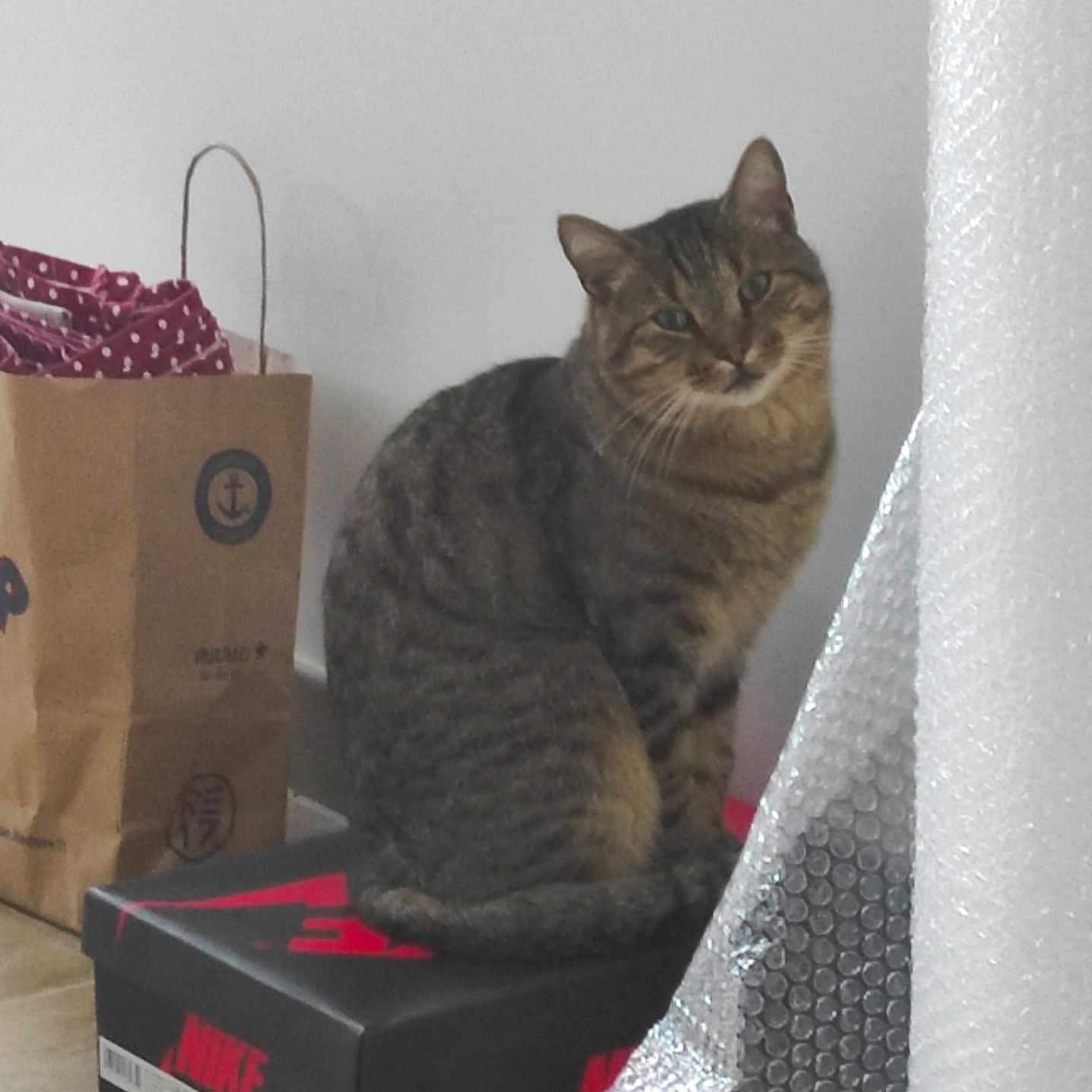 Rubis participe au concours pour gagner de l'argent avec cette photo : black, brown, bubble_wrap, cat, curious, domestic, feline, floor, household_item, indoor, nike_box, paper_bag, pet, polka_dot, quiet, red, shoebox, sitting, striped, tabby_cat