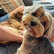 Bella Grace is registered to the contest to win money with this photo: dog, small_dog, pet, fur, close_up, couch, pillow, indoor, cozy, relaxing, animal, companion, cute, looking, blurred_background, home, furniture, person_arm, resting, tongue_out