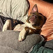 Gorgoues joined the competition — help win amazing prizes! dog, bed, blanket, pillow, sleeping, cozy, indoor, brown, white, fur, relaxed, pet, comfort, resting, paw, snuggle, cute, domestic_animal, animal, soft