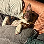 dog, bed, blanket, pillow, sleeping, cozy, indoor, brown, white, fur, relaxed, pet, comfort, resting, paw, snuggle, cute, domestic_animal, animal, soft