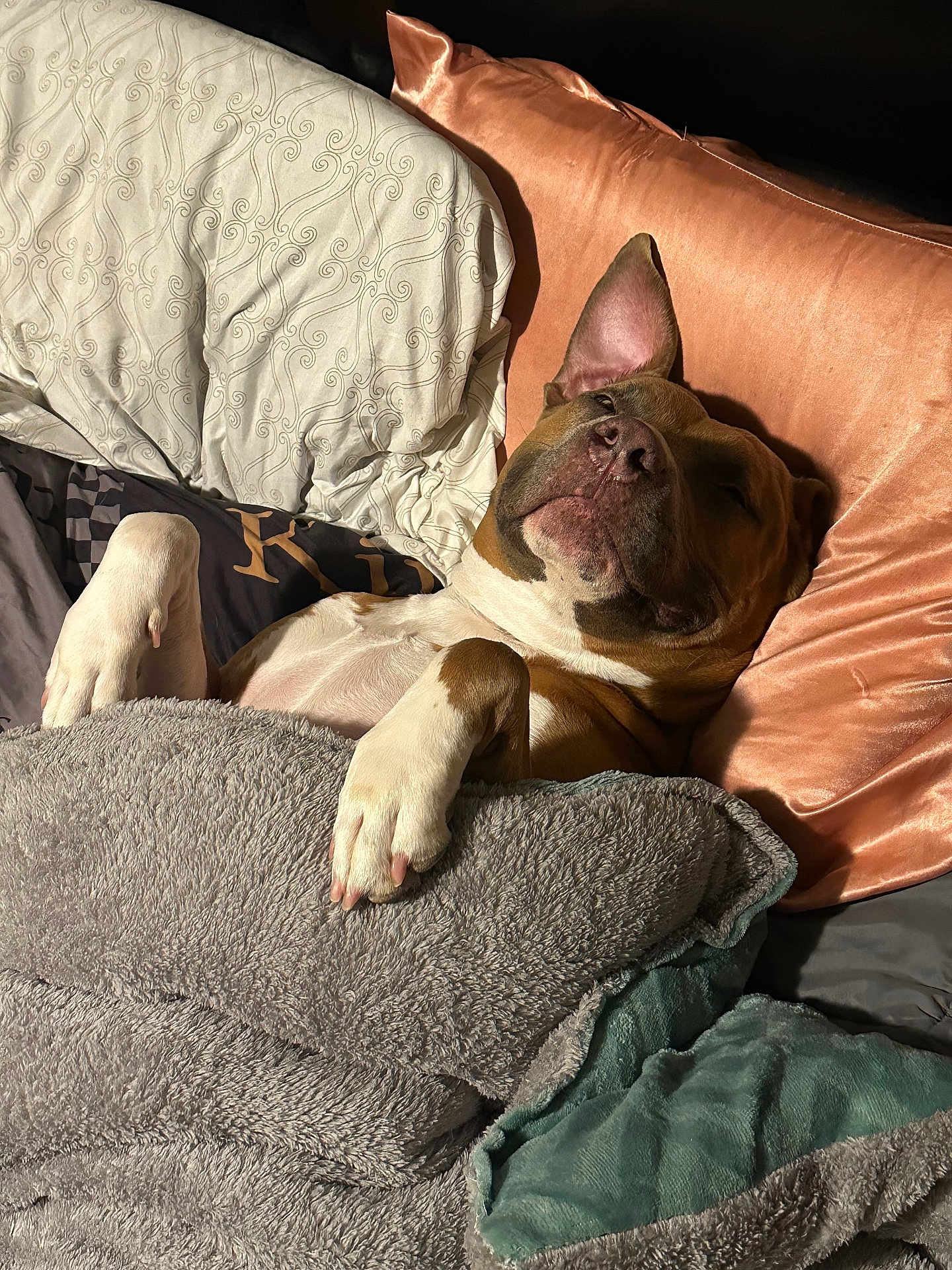 Gorgoues joined the competition — help win amazing prizes! dog, bed, blanket, pillow, sleeping, cozy, indoor, brown, white, fur, relaxed, pet, comfort, resting, paw, snuggle, cute, domestic_animal, animal, soft