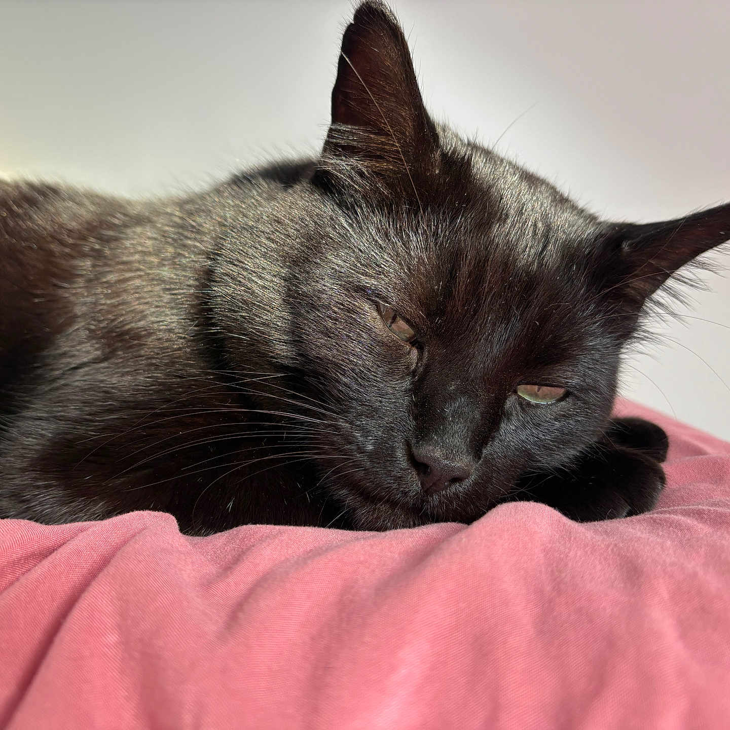 Olaf Bagherra participe au concours pour gagner de l'argent avec cette photo : animal, black_cat, cat, closeup, cozy, cute, domestic_cat, ears, feline, fur, indoor, nap, peaceful, pet, pink_blanket, relaxing, resting, sleeping, soft_light, whiskers