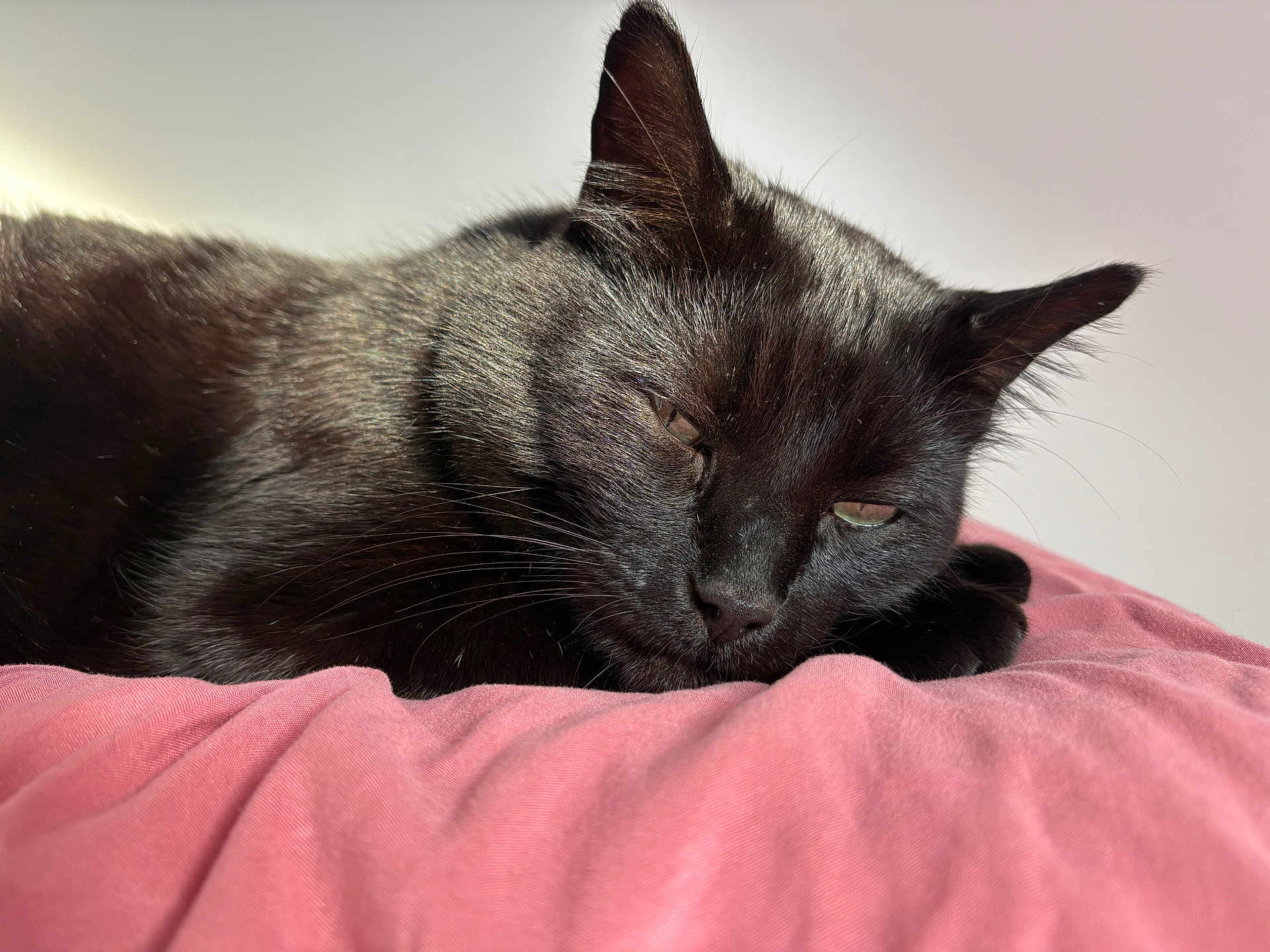 Olaf Bagherra participe au concours pour gagner de l'argent avec cette photo : cat, black_cat, sleeping, pet, animal, feline, whiskers, ears, fur, closeup, pink_blanket, resting, cozy, indoor, soft_light, cute, domestic_cat, relaxing, nap, peaceful