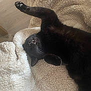 Olaf Bagherra a rejoint le concours — aidez-le/la à gagner de superbes lots ! black_cat, cat, pet, animal, feline, sleeping, relaxed, cozy, blanket, fluffy, soft, paw, mouth, teeth, indoor, resting, cute, fur, whiskers, comfort