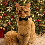 Leo is registered to the contest to win money with this photo: cat, ginger_cat, bow_tie, christmas_tree, christmas_lights, ornaments, snowflake_decorations, holiday, festive, indoor, carpet, fluffy_tail, pet, cute, decorations, red_ornaments, silver_ornaments, gift_box, holiday_spirit, close_up