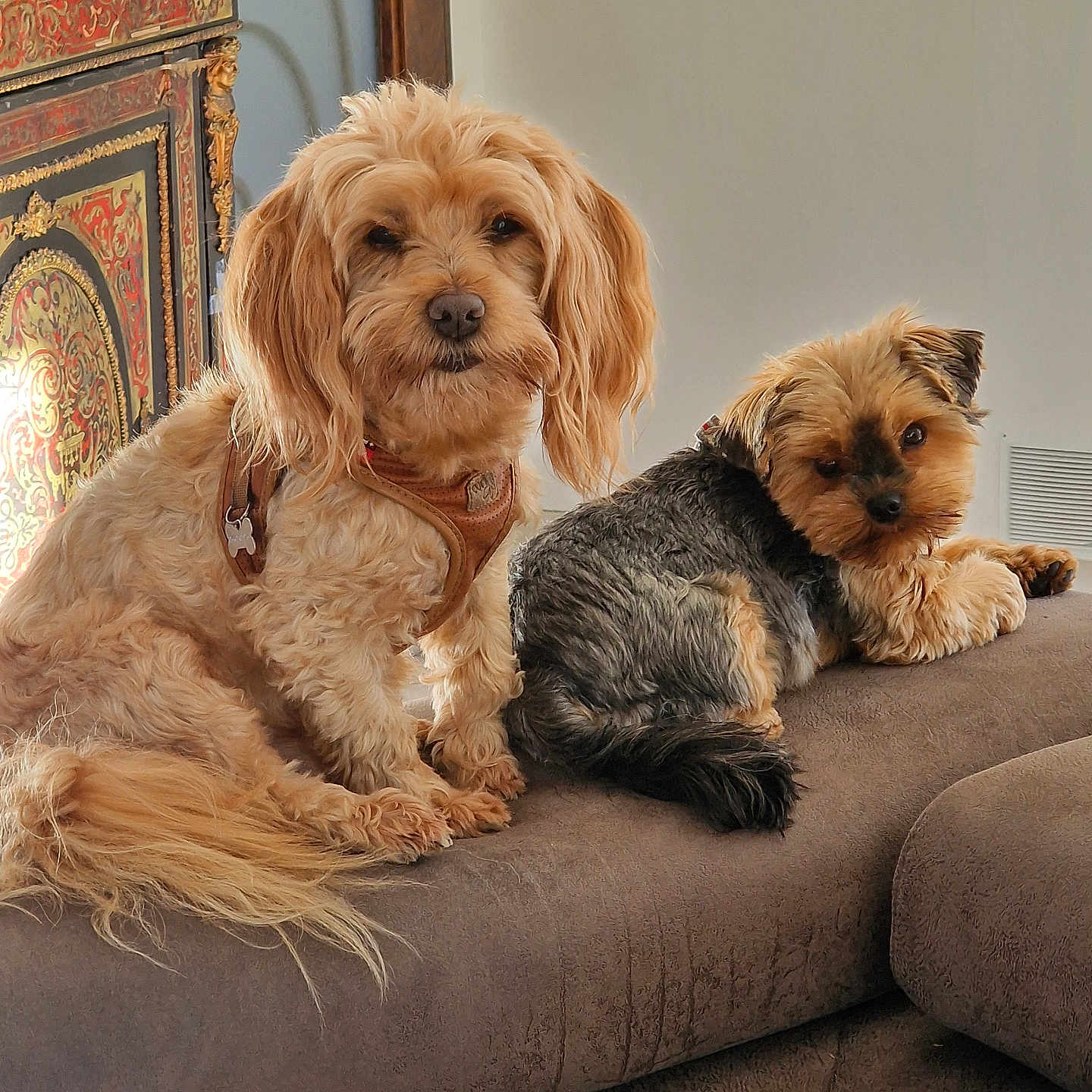 Tzaryne participe au concours pour gagner de l'argent avec cette photo : animal, beige, brown, canine, companion, couch, curious, cute, decor, dog, domestic, fur, furniture, home, indoor, medium_dog, pets, relaxed, resting, small_dog