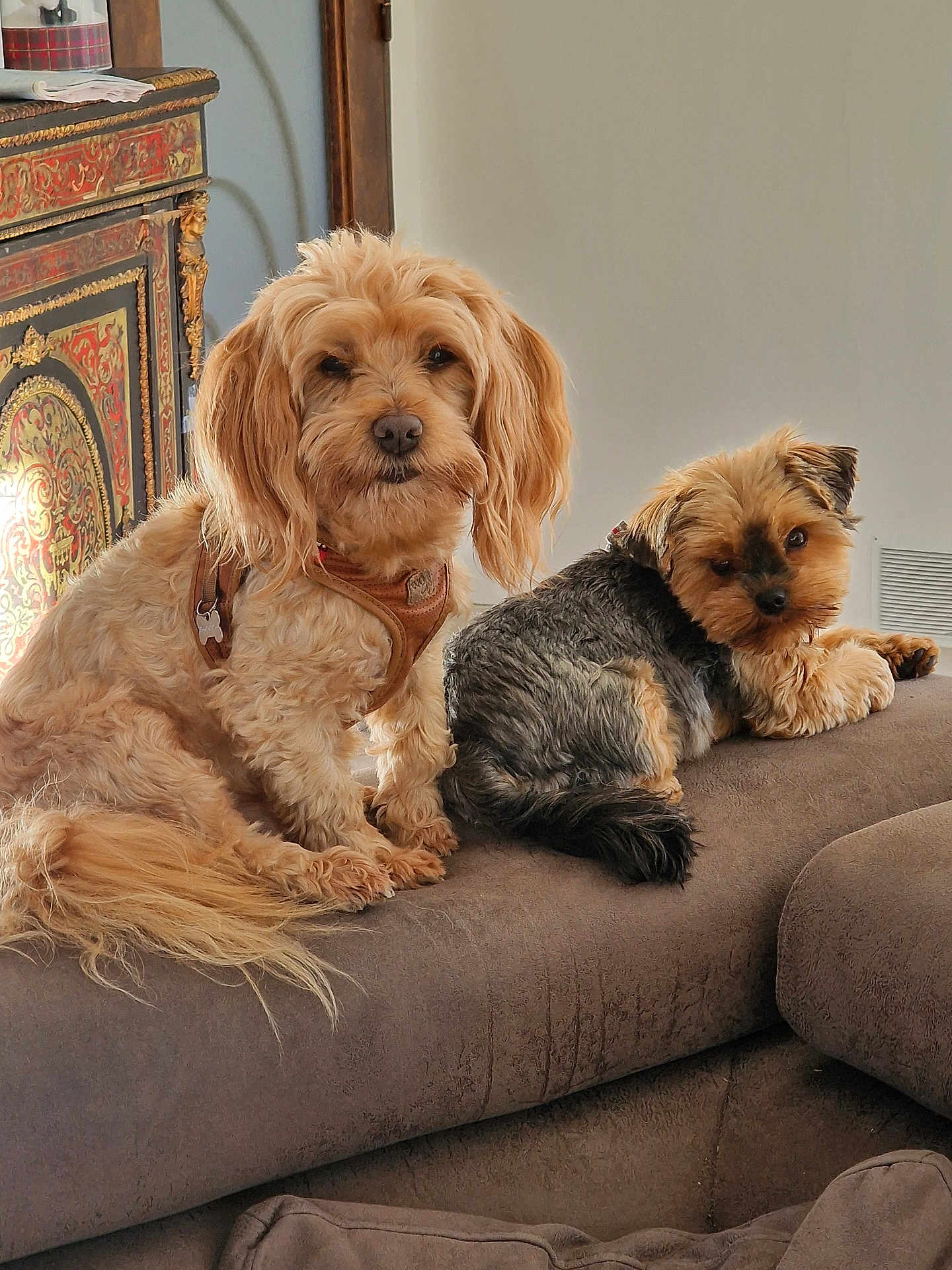Tzaryne participe au concours pour gagner de l'argent avec cette photo : dog, pets, couch, indoor, furniture, canine, animal, relaxed, cute, small_dog, medium_dog, fur, companion, domestic, resting, home, decor, brown, beige, curious