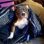 puppy, dog, blanket, striped_blanket, indoor, furniture, cozy, cute, pet, animal, brown, white, ears, snout, bed, comfort, young_dog, looking, sitting, curious