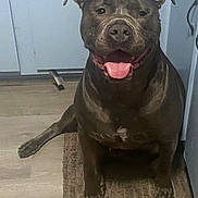 Mufasa joined the competition — help win amazing prizes! dog, happy, indoor, brown_coat, tongue_out, pet, animal, floor, rug, ears, smiling, canine, domestic, friendly, sitting, kitchen, flooring, muzzle, cute, companion